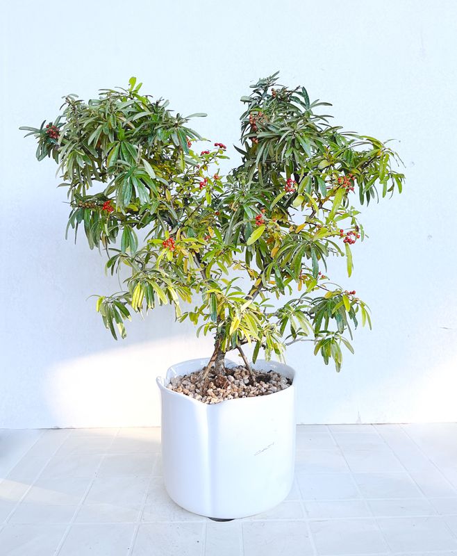 Bonsai di Piracanta &quot;Cuore&quot;
