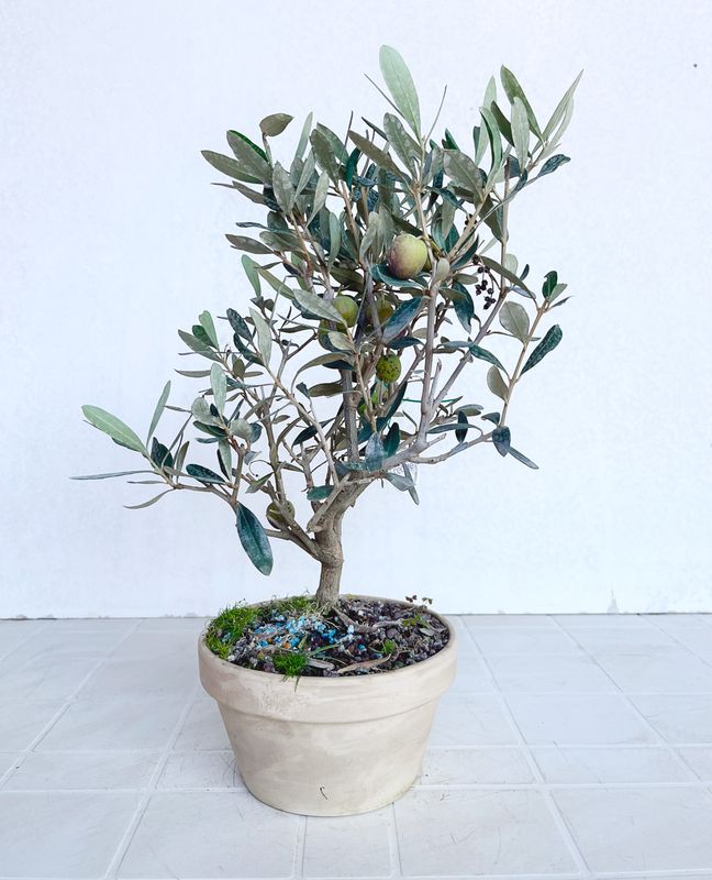 Bonsai di Ulivo