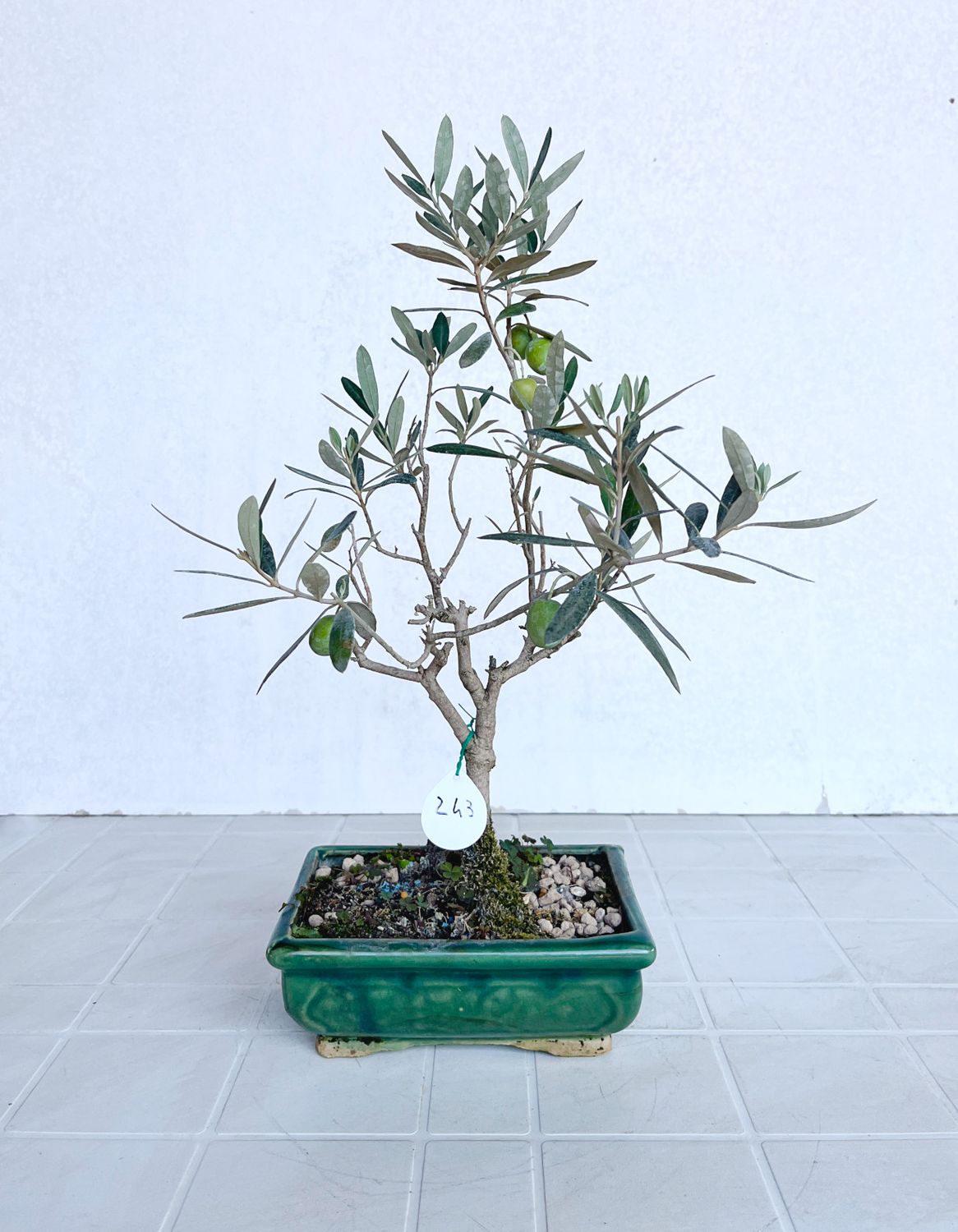 Bonsai di Ulivo