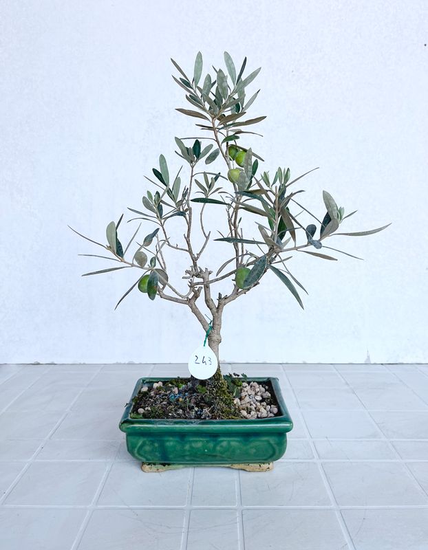 Bonsai di Ulivo