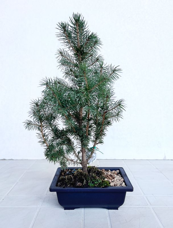 Bonsai di Abete in vaso da allevamento