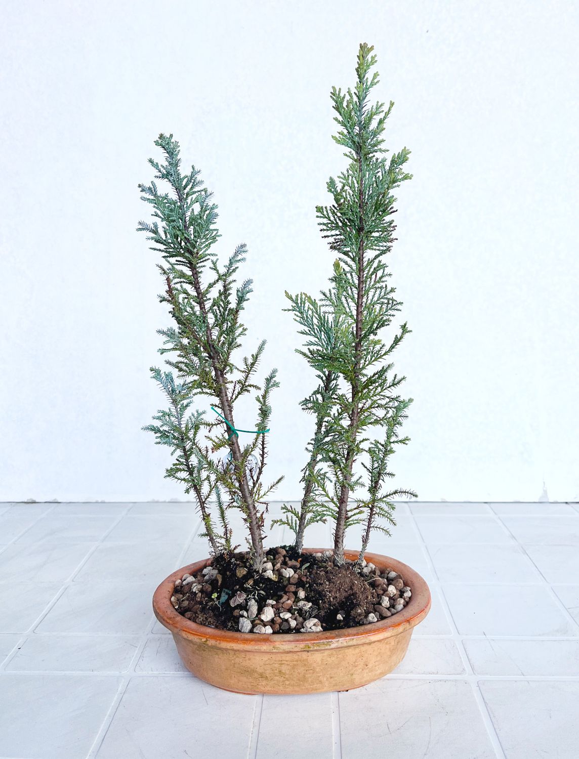 Bonsai di Cipresso