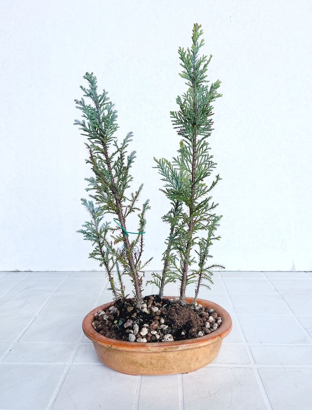 Bonsai di Cipresso