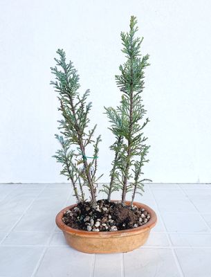 Bonsai di Cipresso