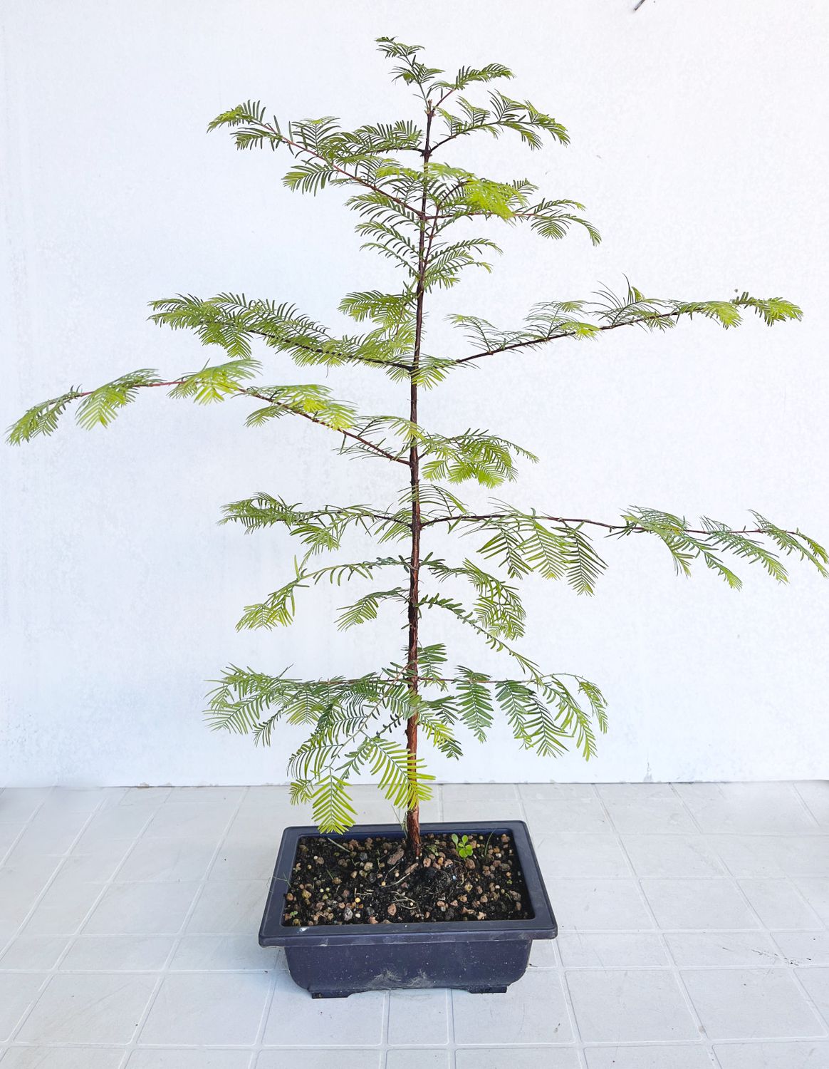 Bonsai di Metasequoia in vaso da allevamento
