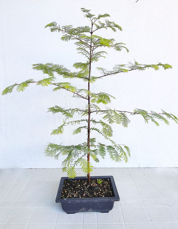 Bonsai di Metasequoia in vaso da allevamento