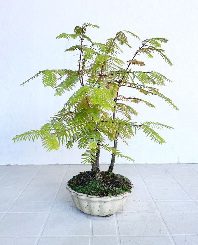 Bonsai di Metasequoia a boschetto