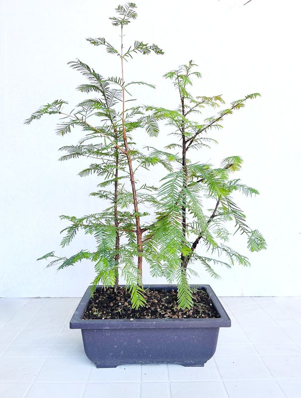 Bonsai di Metasequoia in vaso da allevamento