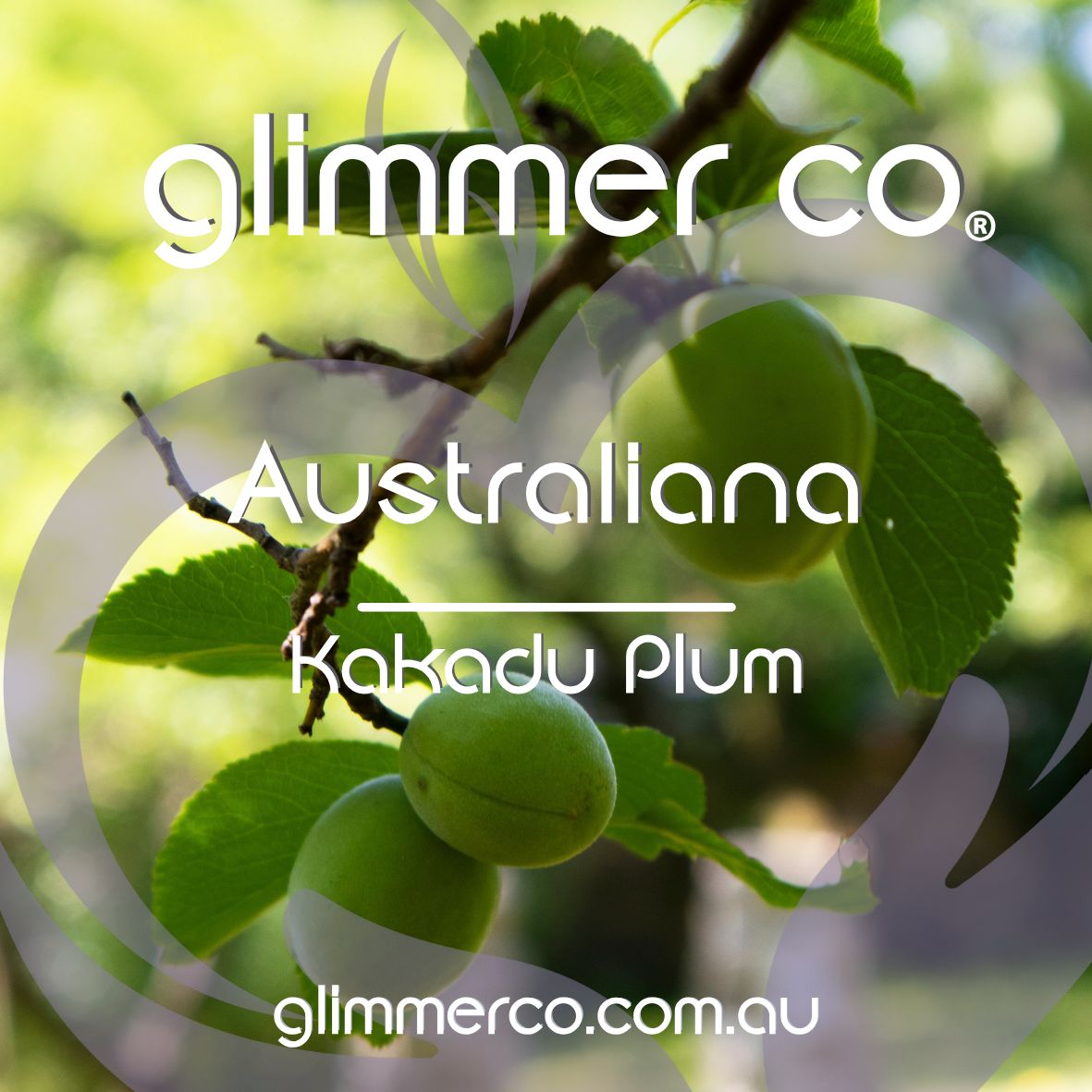 AUSTRALIANA - Kakadu Plum