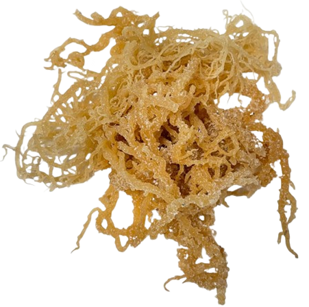 RAW: Premium Raw Dry Sea Moss – 1/2lb Superfood with Vitamins & Minerals