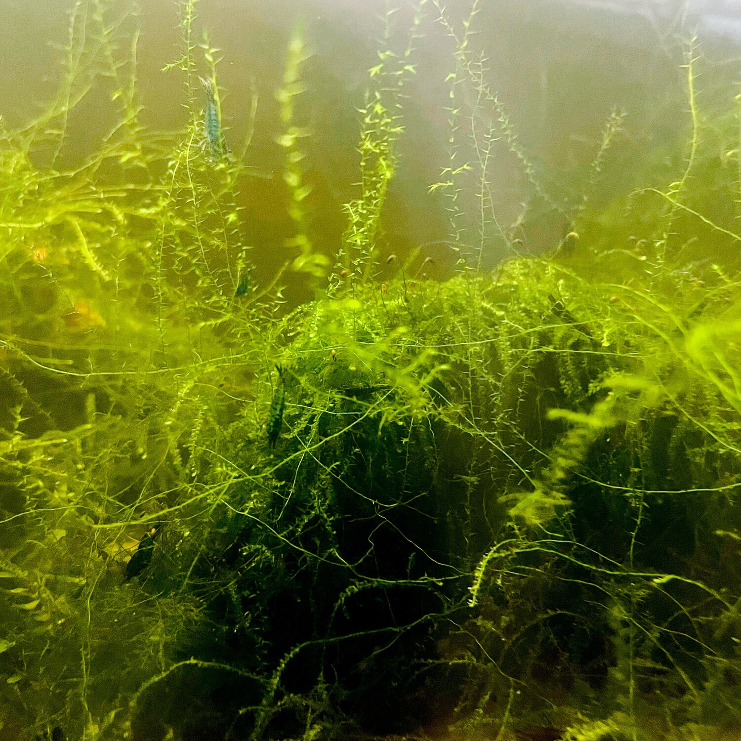 Mixed Moss (submersed) pre-packed