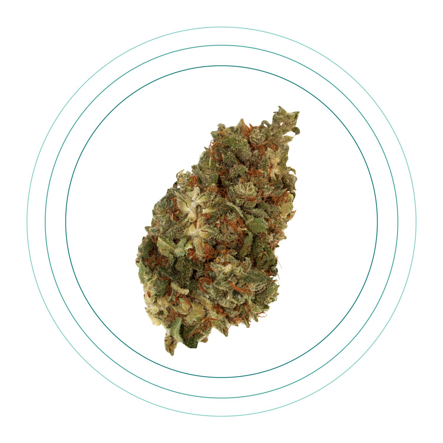 Apple Fritter