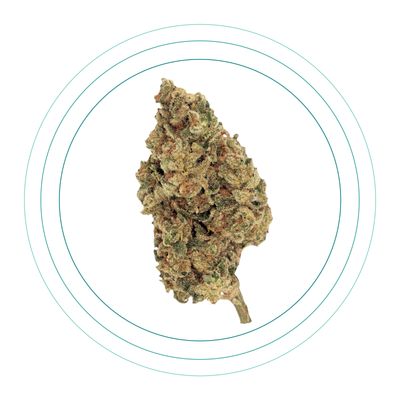 Holy Grail Kush Holy Grail Kush
