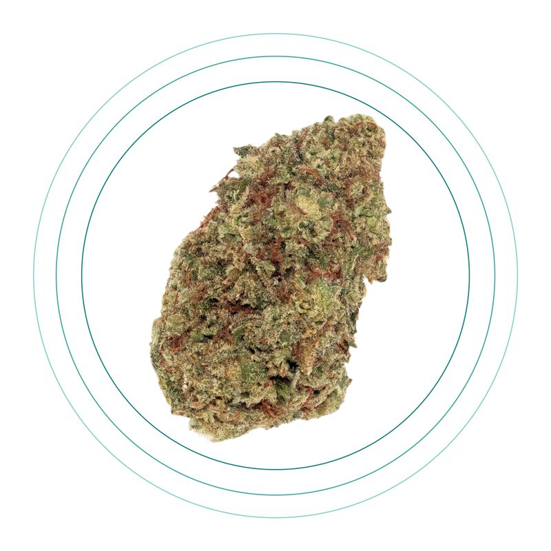 Mimosa
