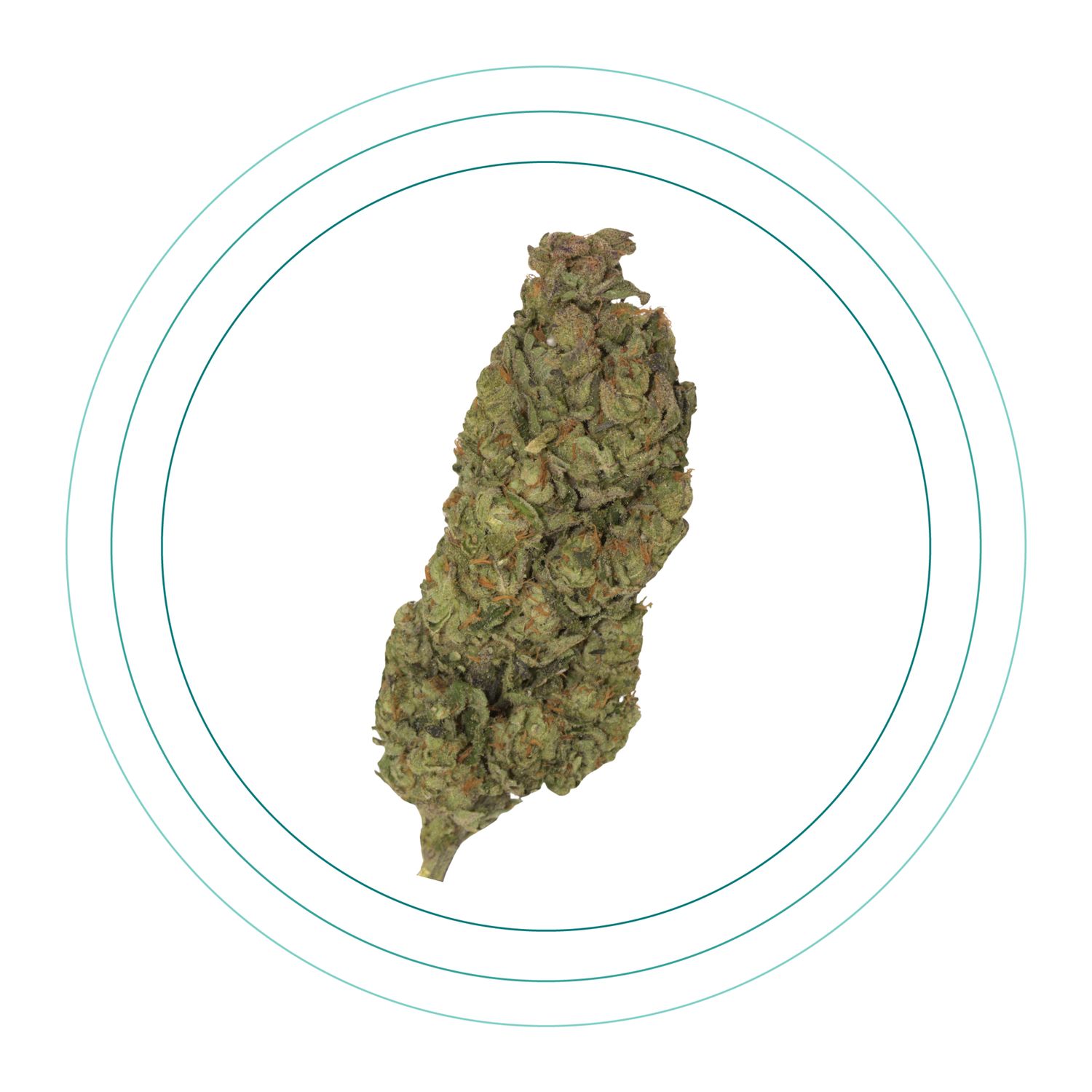 Strawberry Stardawg