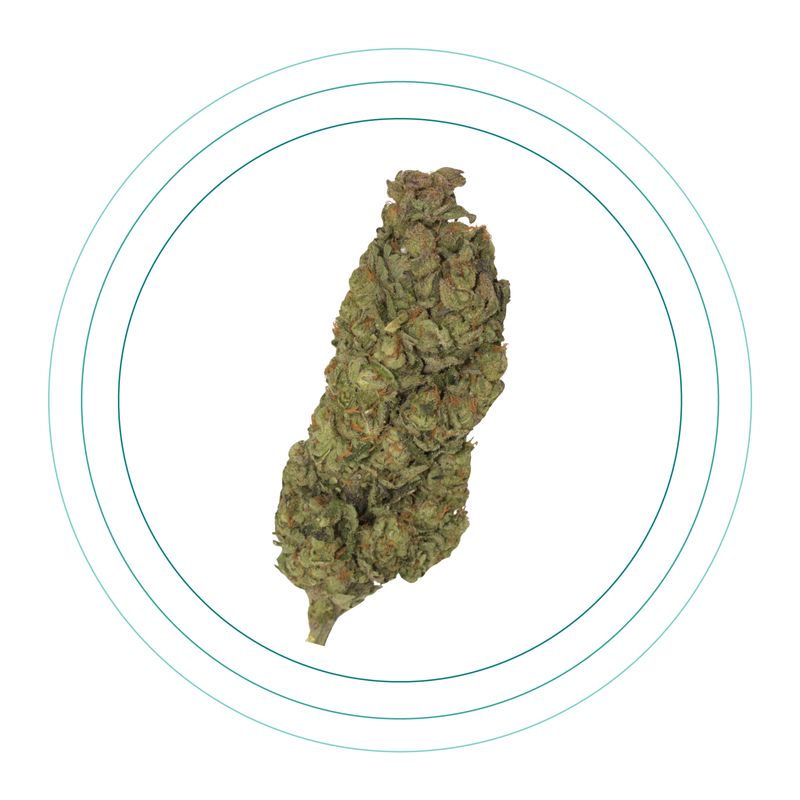 Strawberry Stardawg
