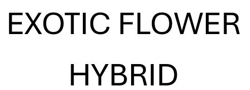 EXOTICS HYBRID