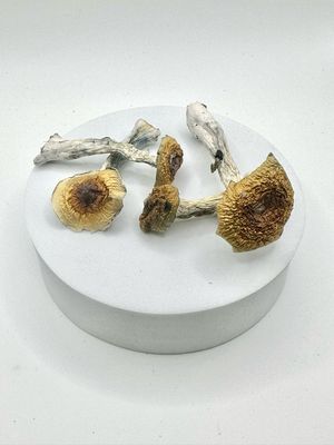 Golden Teacher