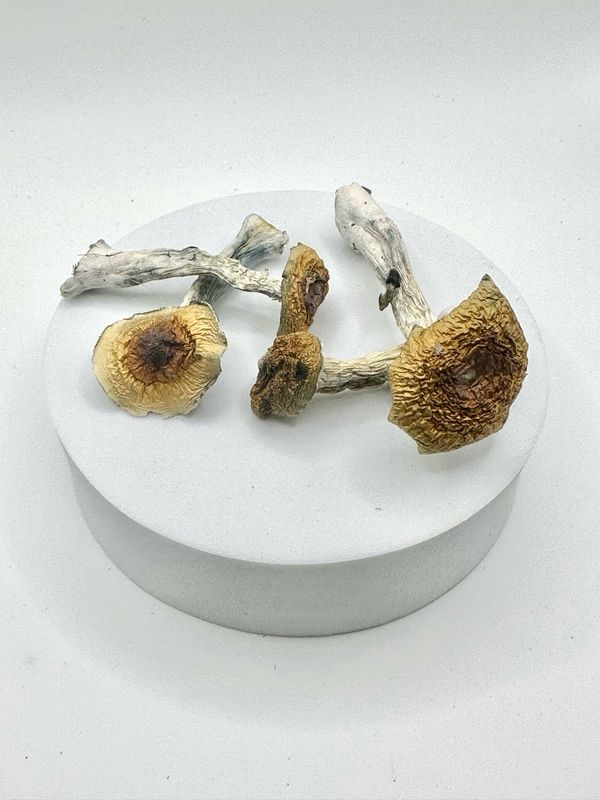 Golden Teacher (28g)