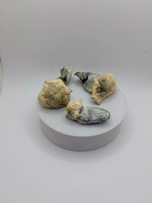 Great Northern Whites