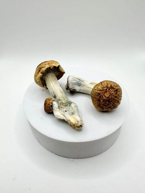 Melmac (28g) Melmac (28g)