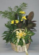 Planters