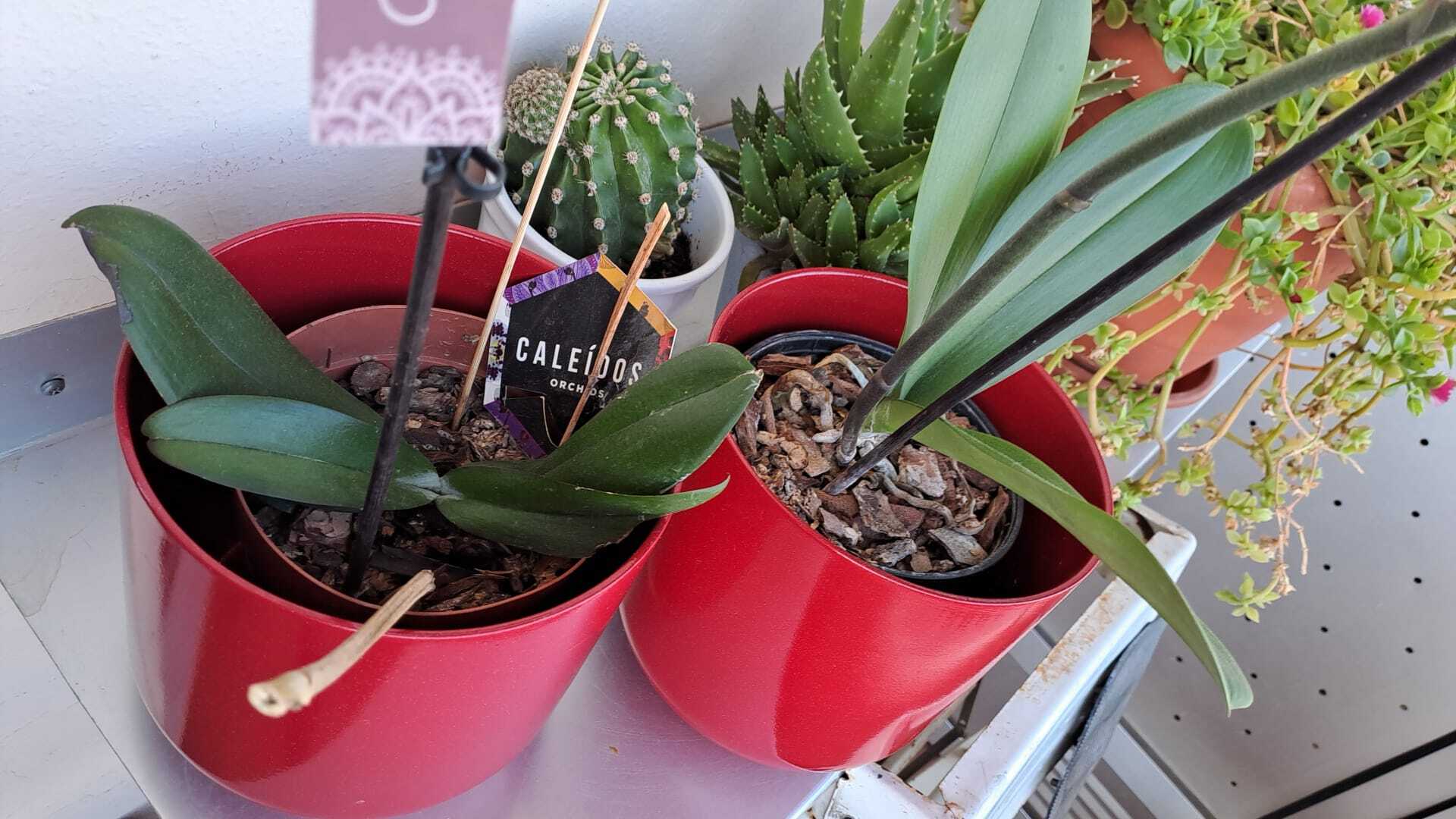 Tarrina Gravilla 5/8 mm