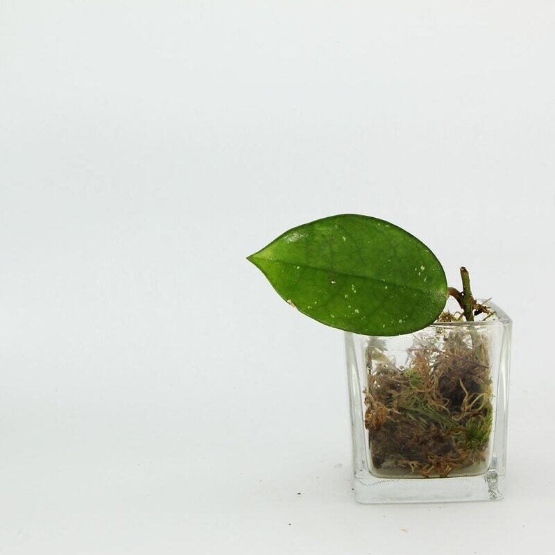 Hoya Carnosa Hoya Carnosa