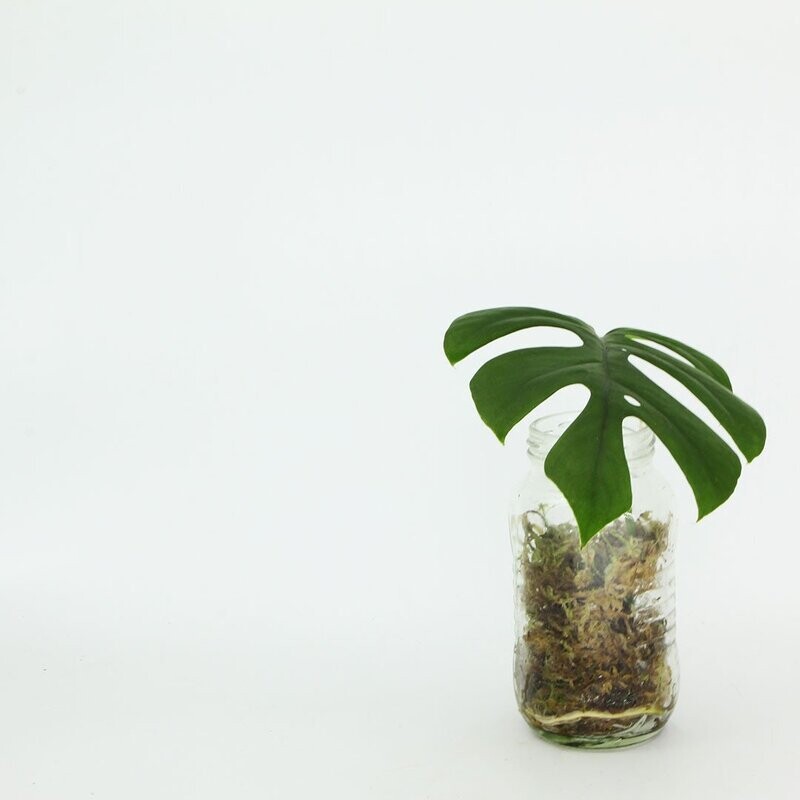 Rhaphidophora Tetrasperma - Mini Monstera Rhaphidophora Tetrasperma - Mini Monstera