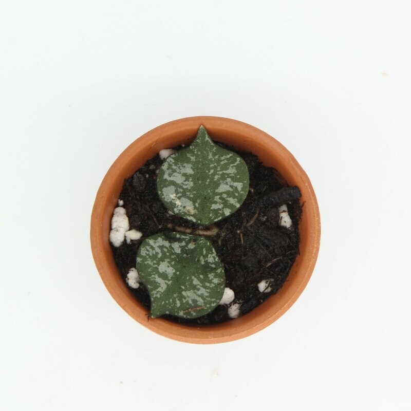 Hoya Curtisii Hoya Curtisii