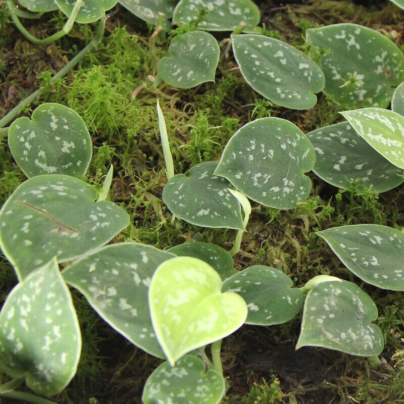 Scindapsus Pictus Argyraeus Scindapsus Pictus Argyraeus