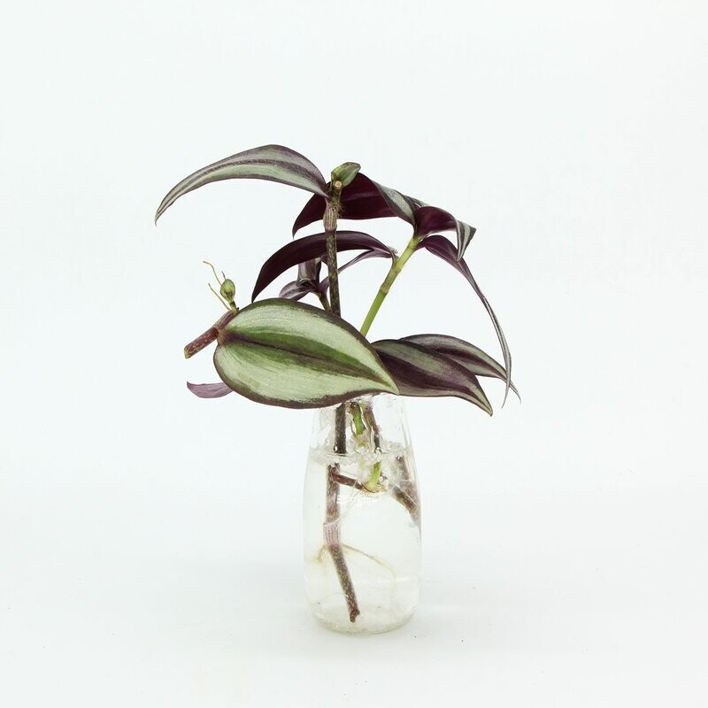 Tradescantia Zebrina