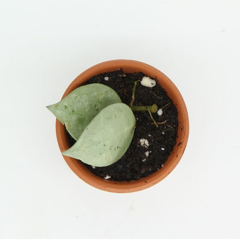 Hoya Krohniana Super Silver