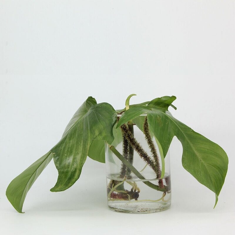 Philodendron Squamiferum