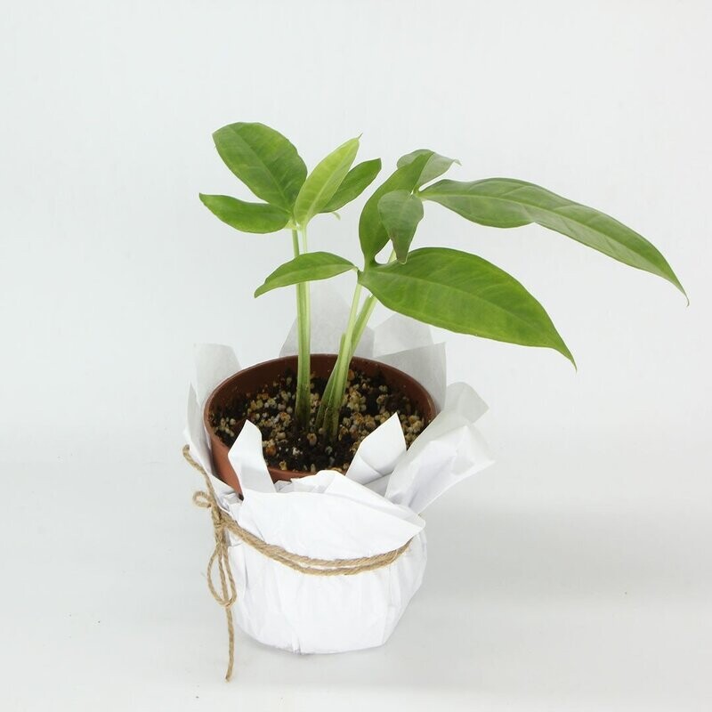 Syngonium Trileaf Wonder