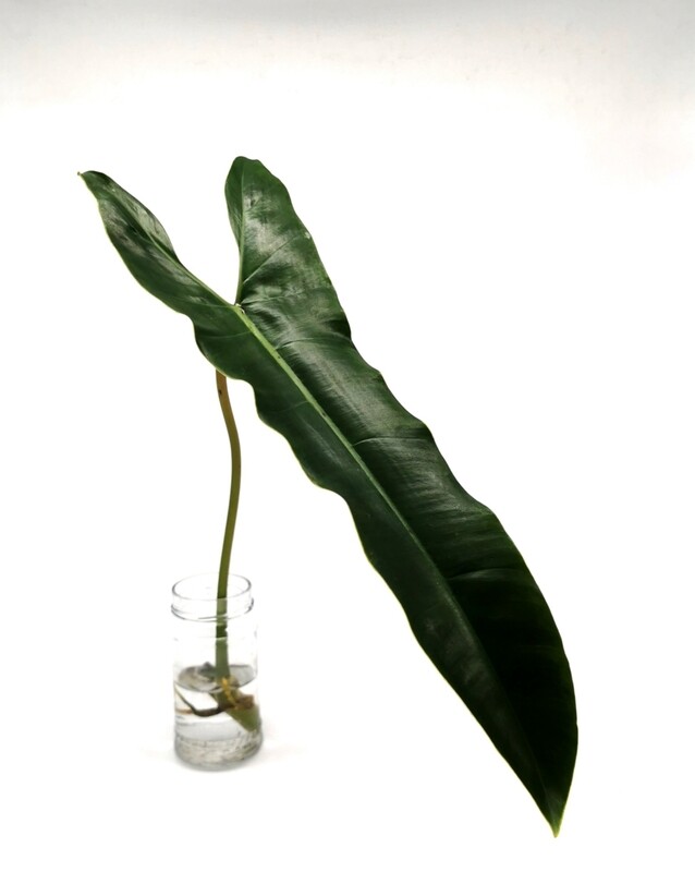 Philodendron Atabapoense