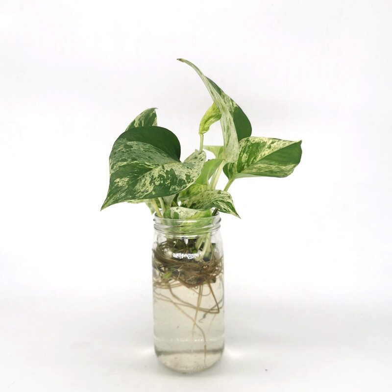 Marble Queen Pothos