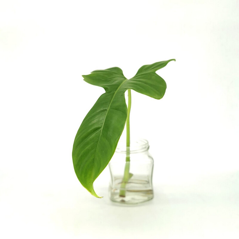 Philodendron Golden Violin
