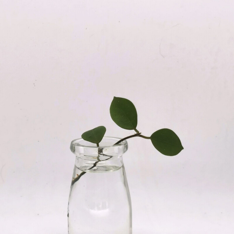 Hoya Chouke