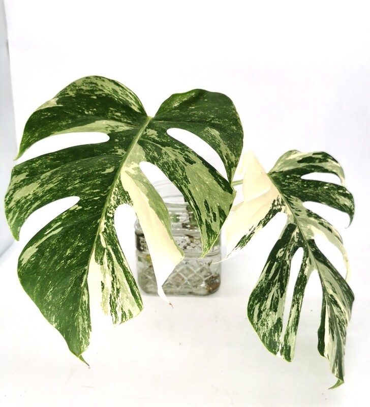 Monstera Albo