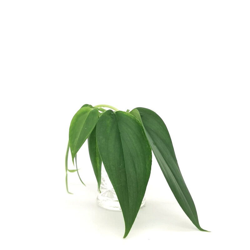 Scindapsus Hederaceum