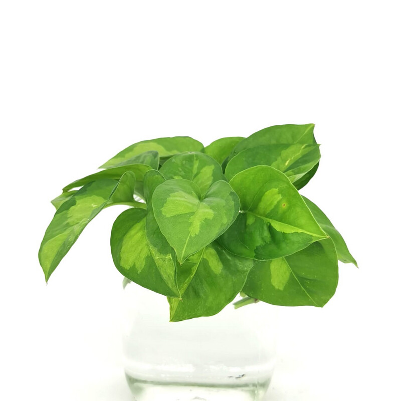 Global Green Pothos