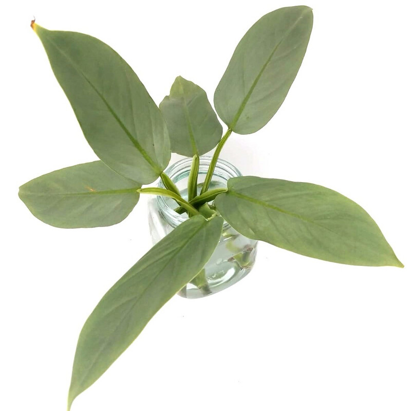 Philodendron Hastatum (Silver Sword)