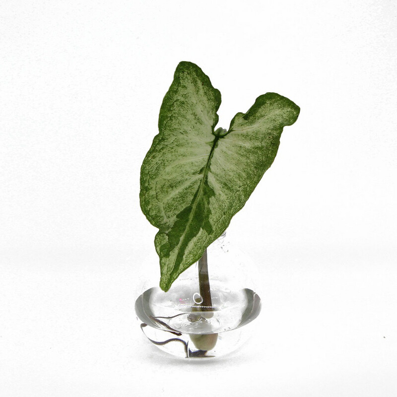 Syngonium Three Kings