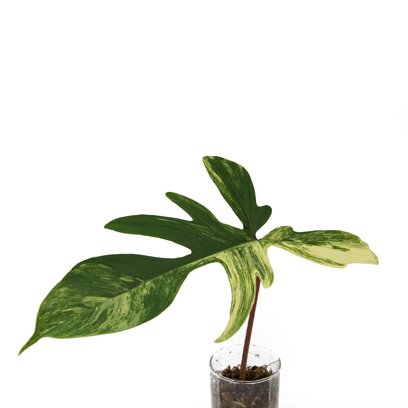 Philodendron Florida Beauty