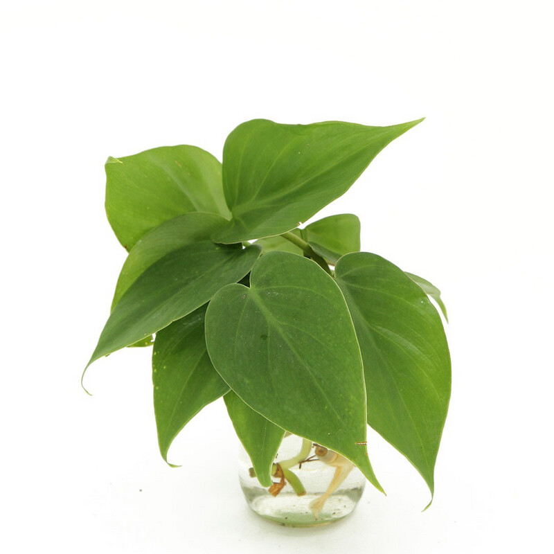Heart Leaf Philodendron