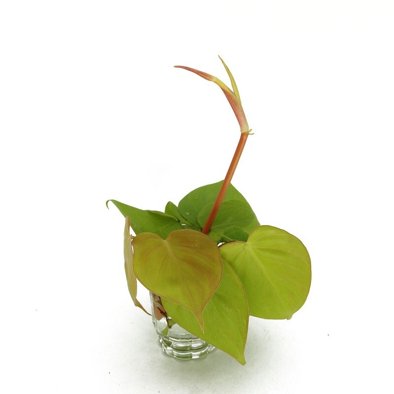 Philodendron Scandens “Lemon Lime”