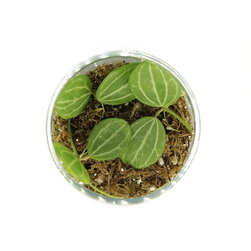 Dischidia Ovata