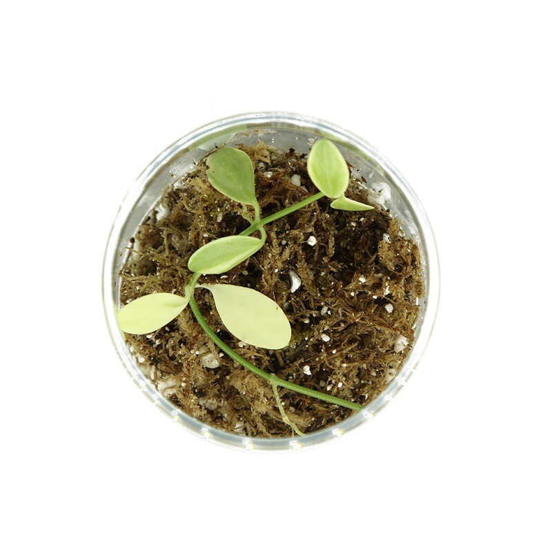 Dischidia Oiantha Variegata
