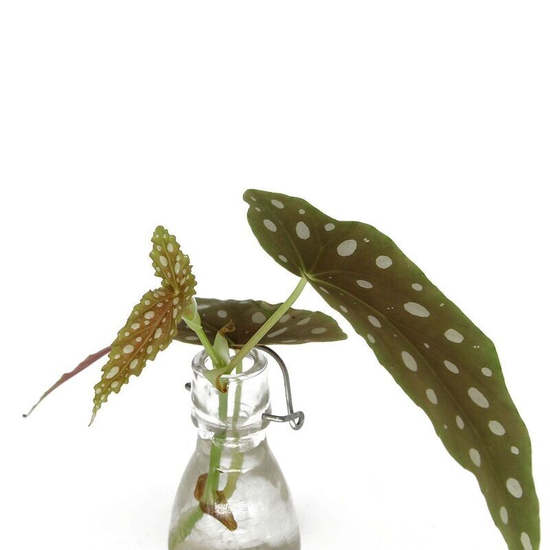 Begonia Maculata Wightii Begonia Maculata Wightii